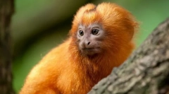 Tamarin zlatni lav
